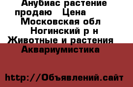 Анубиас растение продаю › Цена ­ 250 - Московская обл., Ногинский р-н Животные и растения » Аквариумистика   